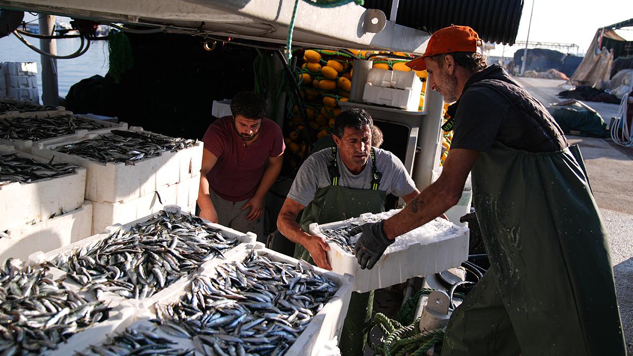 balik-sardalya-aa-2409106.jpg