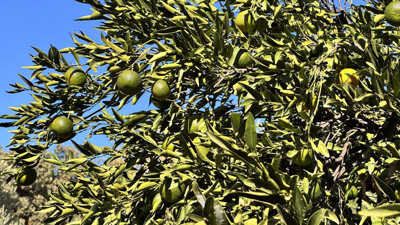 mandalina-2409179.jpg