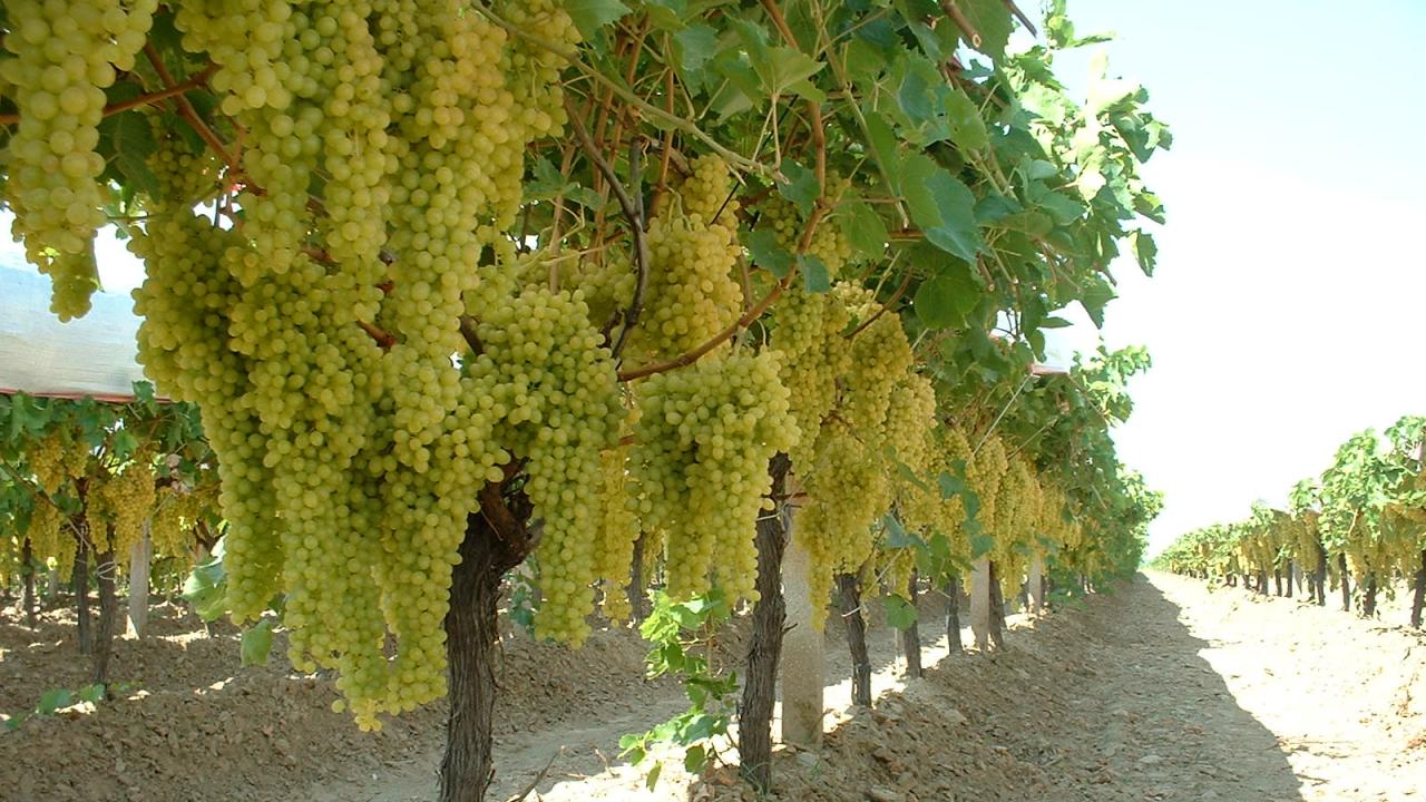 uzum-manisa-il-tarim-2393132.jpg