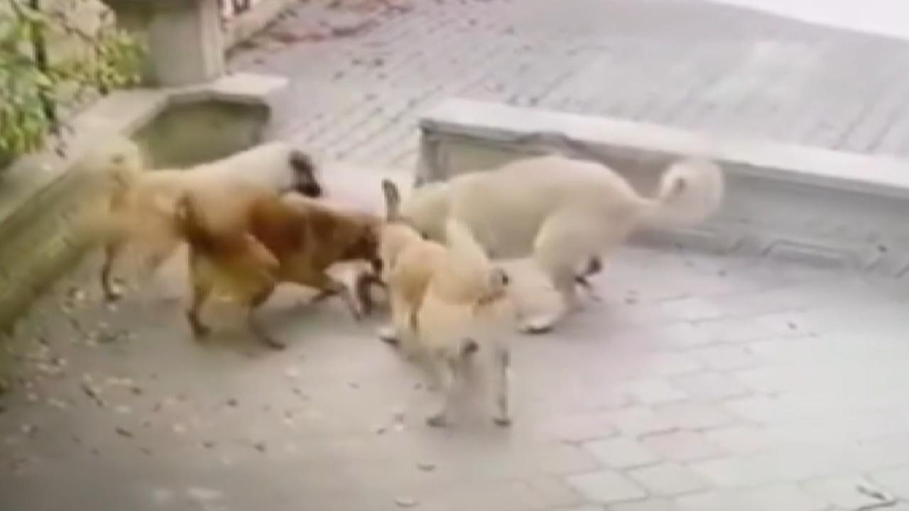 kedi-kopek-iha-2407629.jpg