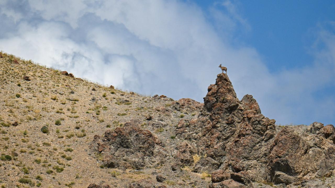 yaban-kecileriaa-2381984.jpg