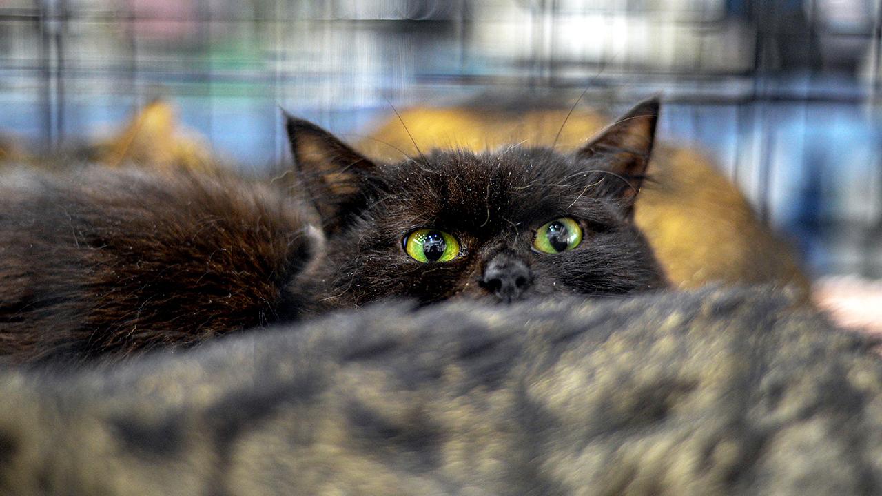 kara-kedi-2409185.jpg